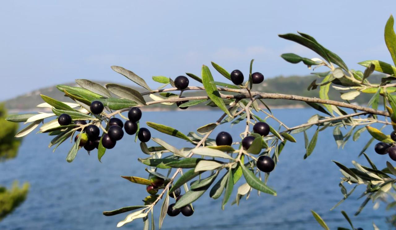Pansion Alen - Dugi Otok Bed & Breakfast Luka  ภายนอก รูปภาพ